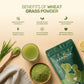 Wheat Grass Powder