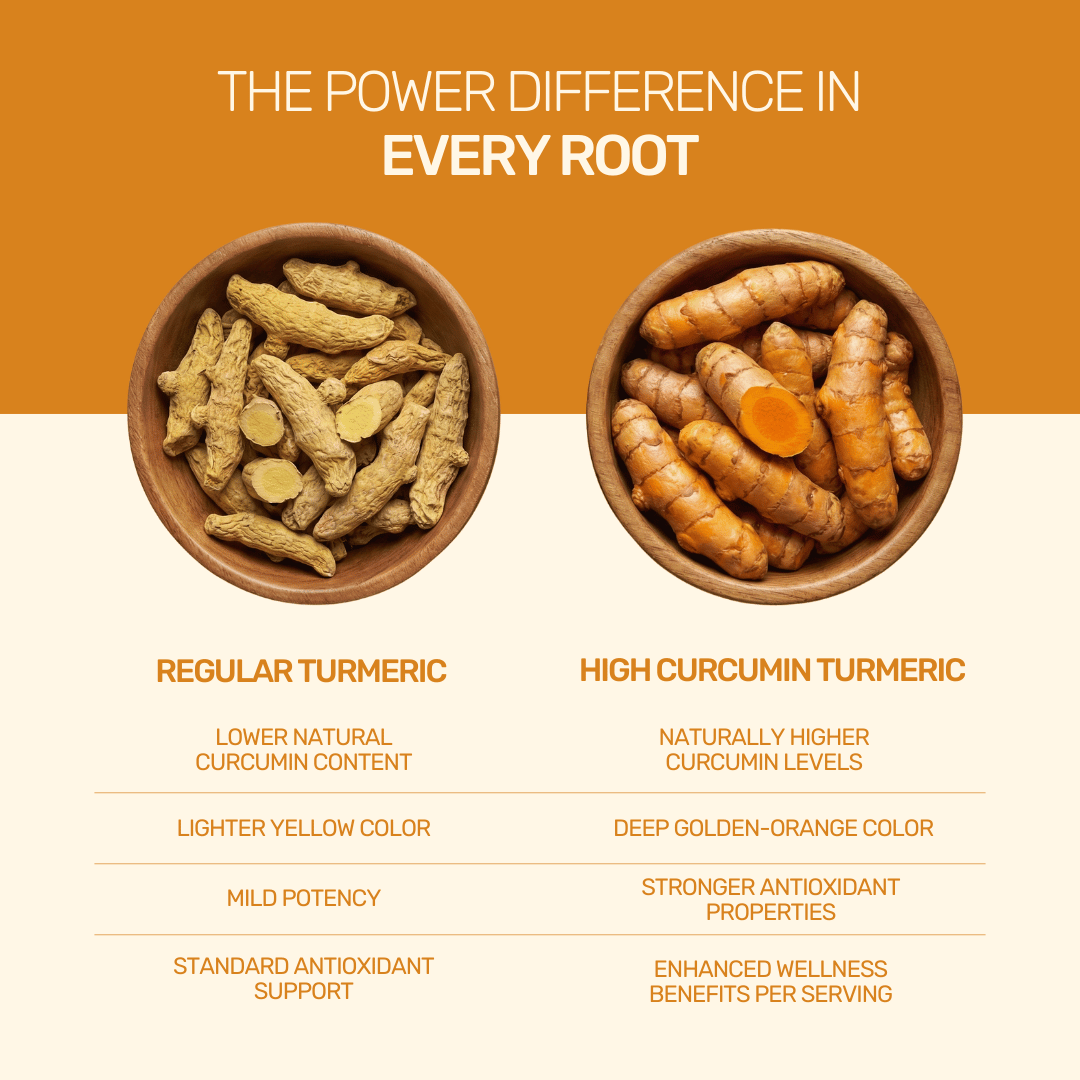 Infographic comparing regular turmeric with high curcumin turmeric roots, highlighting the difference in color and potency.