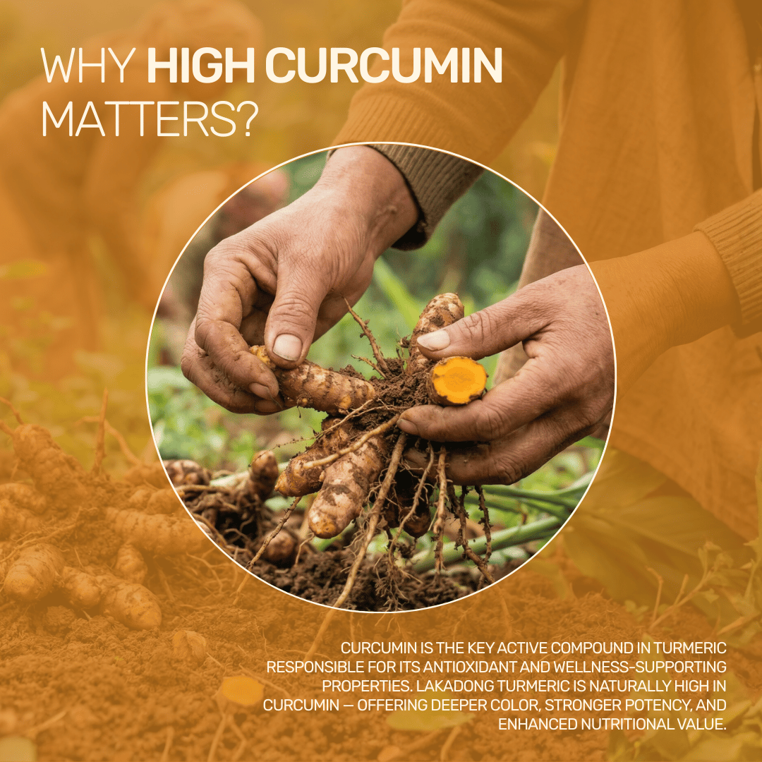 An educational infographic explaining why high curcumin matters, featuring a farmer harvesting raw Lakadong turmeric roots.